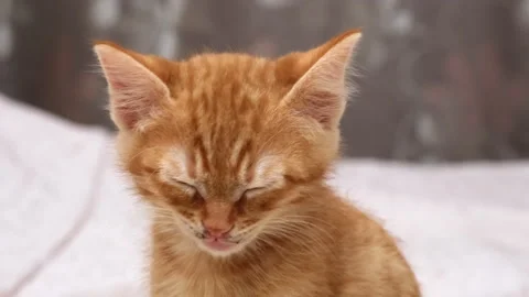 Portrait of red ginger kitten sitting on the bed at home. Cat lick Stock-Footage 279456500