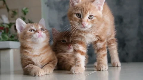 Portrait, red ginger kittens, cute domestic pet, home interior. Video stock 278151746