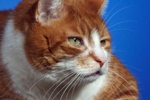 Portrait of a red-haired cat Stock Photos