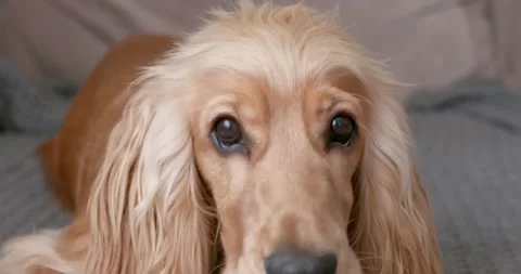 Portrait of a red-haired English Cocker Spaniel lying on the couch at home. Stock Footage 166887125