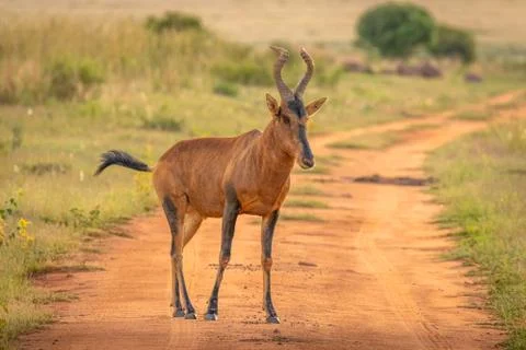 Portrait of a red hartebeest (Alcelaphus buselaphus). Stock Photos