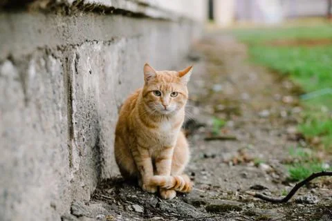 Portrait of red-headed cat looking at camera Фото