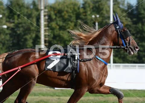 Portrait of a red horse trotter breed in motion on hippodrome. Stock Photos