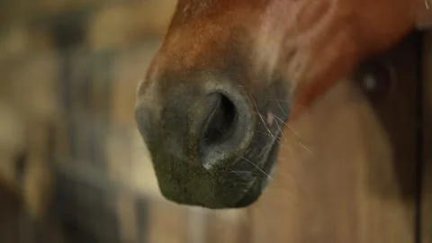 Portrait of a red horse's head in a stable. Close-up of the pet's nostrils. The  Stock Footage 309938155