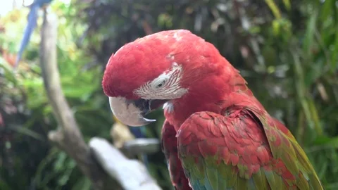 Portrait of red macaw in Ubud bird park. Stock Footage 104263101