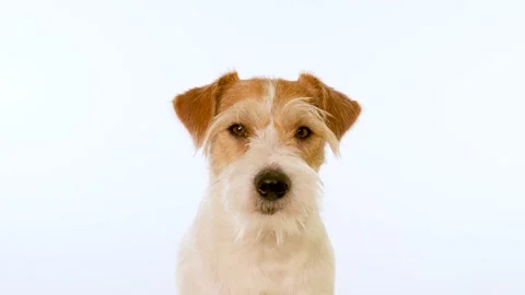 Portrait of a red muzzle of a dog Jack Russell Terrier breed Stock Footage 167842267