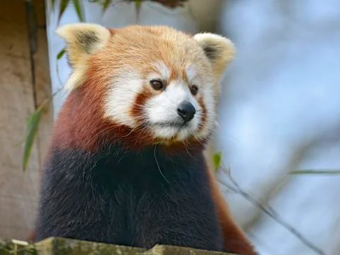 Portrait of red panda Stock Photos