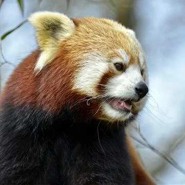 Portrait of red panda Stock Photos