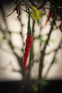 Portrait of a red pepper Stock Photos