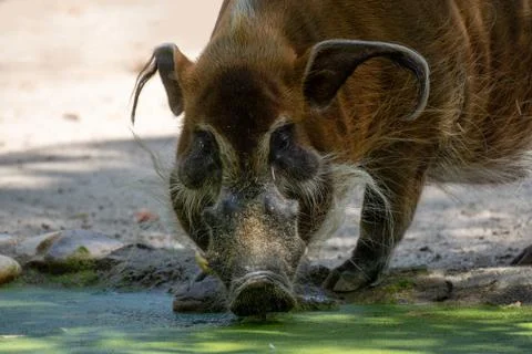 Portrait of a red river hog drinking water Stock Photos