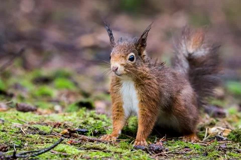 Portrait of a red squirrel in the rain Stock Photos