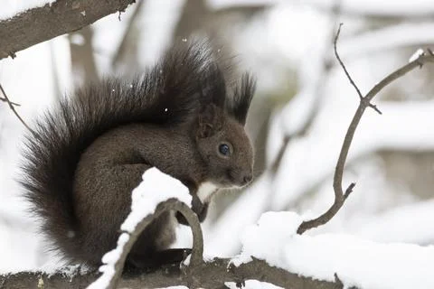 Portrait of a red squirrel (Sciurus vulgaris) Stock Photos