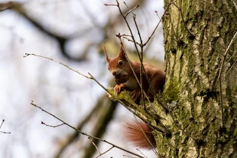 A portrait of a red squirrel sitting on a tiny branch looking around with a w Stock Photos