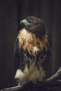 Portrait of a red tailed hawk Stock Photos