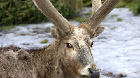 Portrait of reindeer in winter forest Stock Footage 59345467