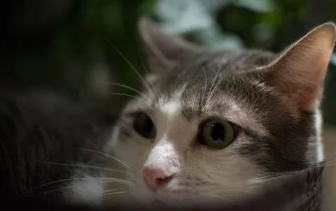 Portrait of a relaxed Cat in the basket Stock Photos