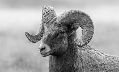 Portrait of Relaxing Ram Stock Photos