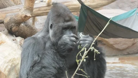 Portrait of a resting silverback gorilla. Stock video clip. Stock Footage 208423871