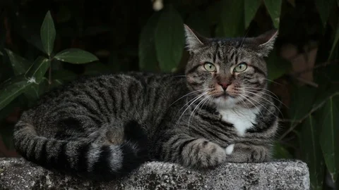 Portrait of resting tabby cat 動画素材 83002315