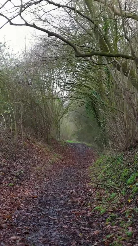 Portrait reverse drone dolly zoom shot down leafy English country footpath in Stock Footage 308732783