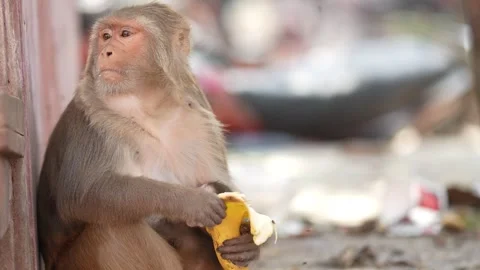 Portrait of Rhesus Macaque Monkey Holding Banana Outdoors Stock Footage 339724206