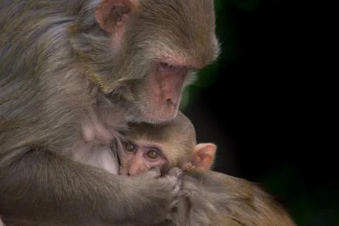 Portrait of The Rhesus Macaque Mother Monkey  and her Baby Stock Photos