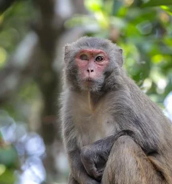 Portrait of Rhesus macaques monkey. Stock Photos