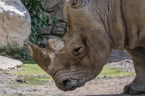 Portrait of a rhinoceros Stock Photos