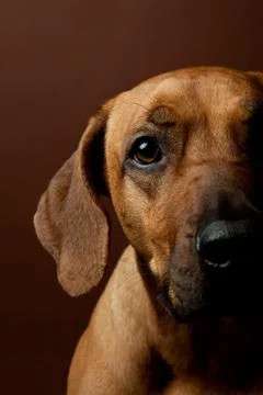 Portrait of rhodesian ridgeback Stock Photos