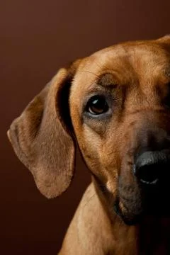 Portrait of rhodesian ridgeback Stock Photos