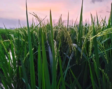 Portrait of rice fields in the countryside with slightly cloudy weather Stock Photos