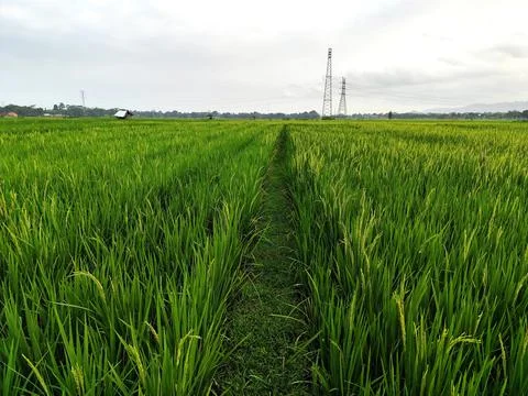 Portrait of rice fields in the countryside with slightly cloudy weather Stock Photos