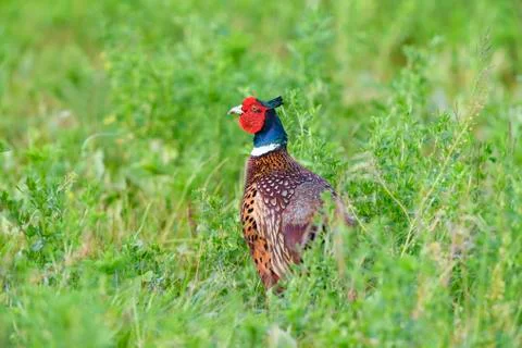 Portrait of a ring-necked pheasant (Phasianus colchicus) cock standing in field Stock Photos