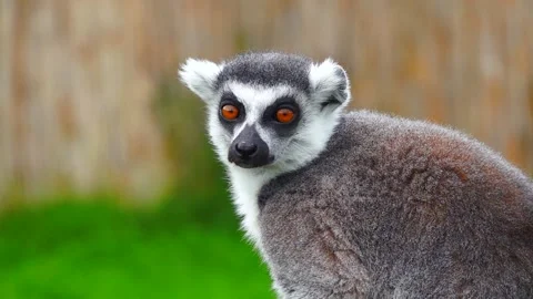 Portrait of ring-tailed lemur on a blurred background. slow motion Stock Footage 214658312