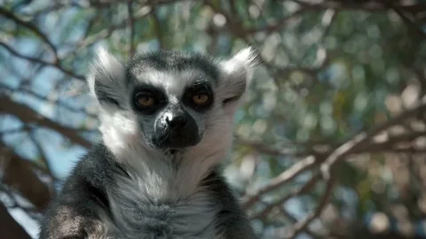 Portrait of a ring-tailed lemur with a long beautiful tail. Stock Footage 235200703