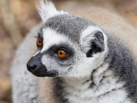 Portrait of a Ring Tailed Lemur looking the left Stock Photos