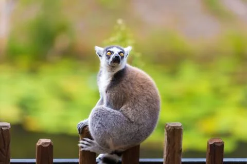 Portrait of Ring-tailed Lemur, native to Madagascar, with long, black and whi Stock Photos