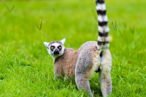 Portrait of Ring-tailed Lemur, native to Madagascar, with long, black and whi Stock Photos