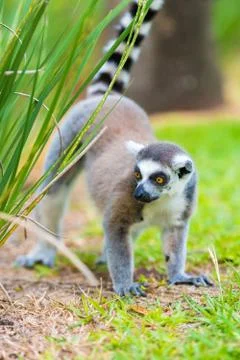Portrait of Ring-tailed Lemur, native to Madagascar, with long, black and whi Stock Photos