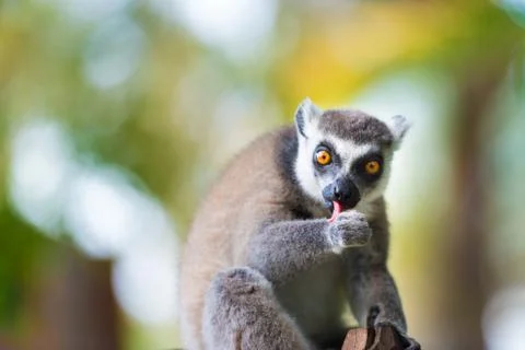 Portrait of Ring-tailed Lemur, native to Madagascar, with long, black and whi Stock Photos