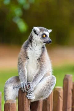 Portrait of Ring-tailed Lemur, native to Madagascar, with long, black and whi Stock Photos