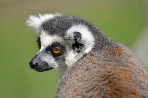 Portrait ring-tailed lemur Stock Photos