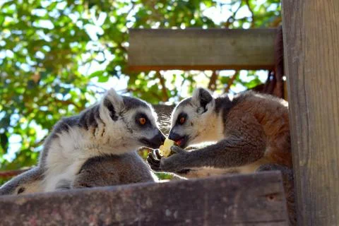 Portrait of a ring-tailed lemur Stock Photos