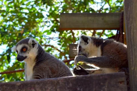 Portrait of a ring-tailed lemur Stockfoto's