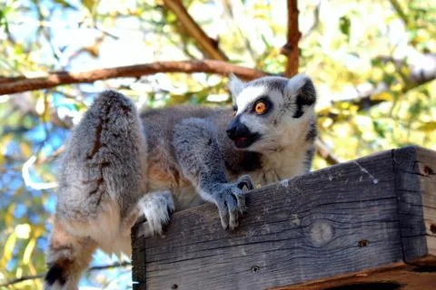 Portrait of a ring-tailed lemur Stock Photos