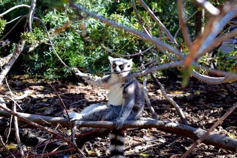 Portrait of a ring-tailed lemur Stock Photos