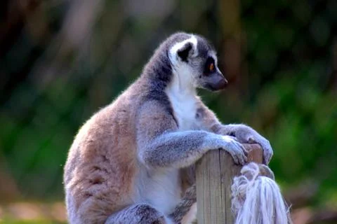 Portrait of a ring-tailed lemur Stockfoto's