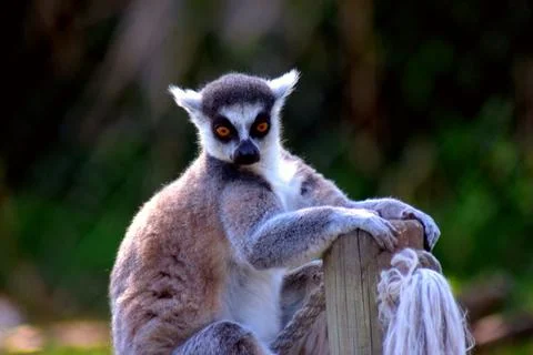 Portrait of a ring-tailed lemur Stock Photos