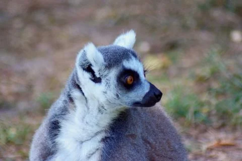 Portrait of a ring-tailed lemur Stock Photos