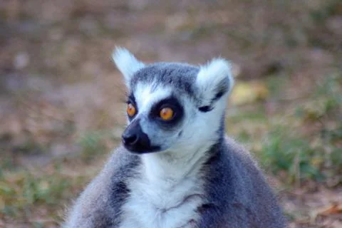 Portrait of a ring-tailed lemur Stock Photos
